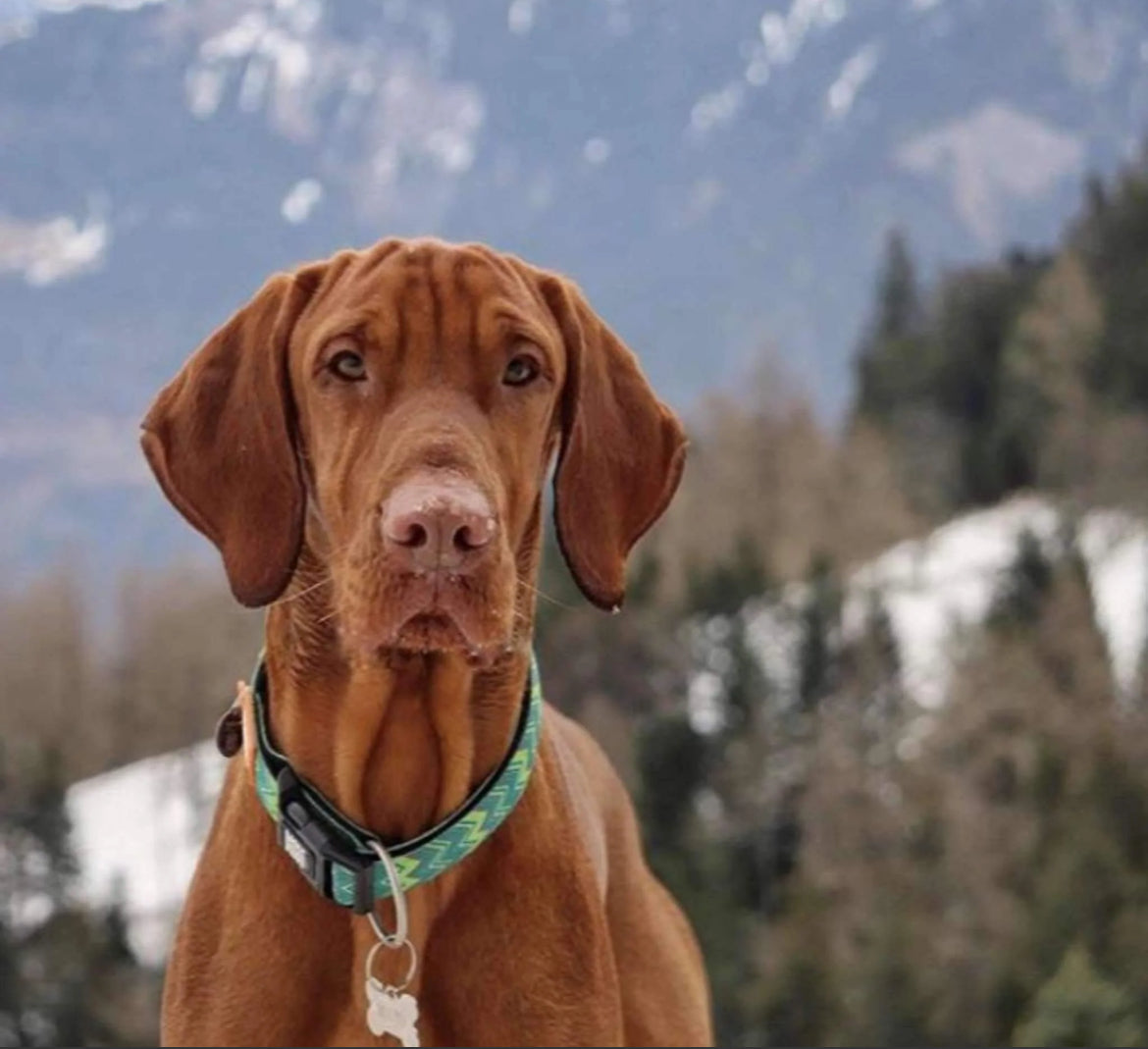GOTCHA! Smart ID Tag Dog Collar (Large) Sucipetshop