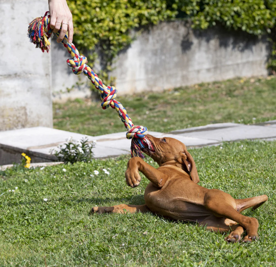 Ferplast Dog toy made of cotton Sucipetshop