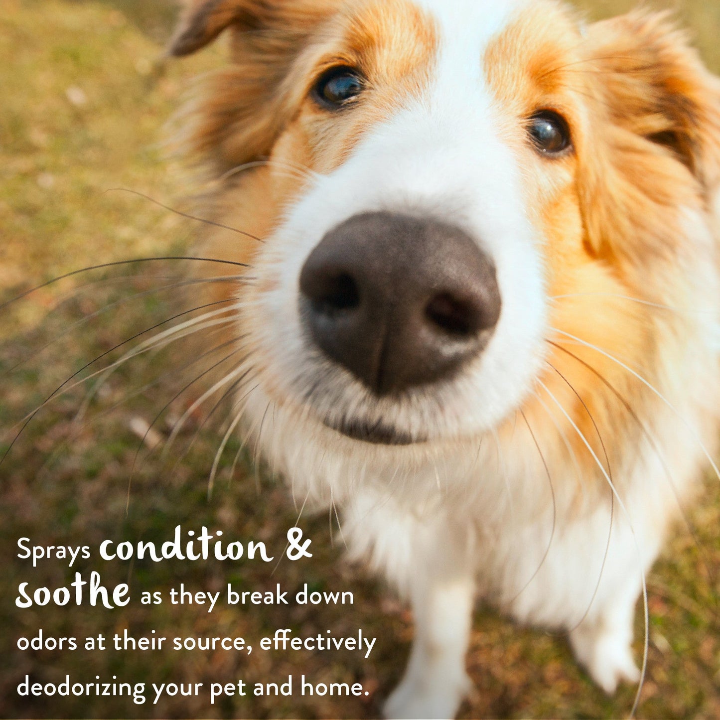 BERRY BREEZE DEODORIZING PET SPRAY Sucipetshop