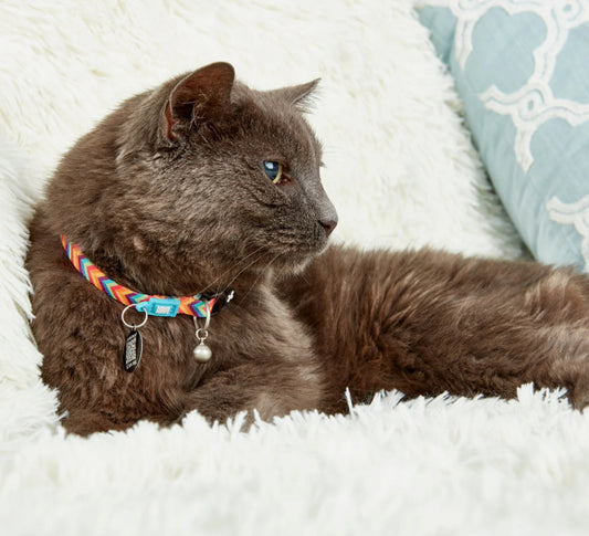 Max & Molly Smart ID Cat Collar Summertime Sucipetshop