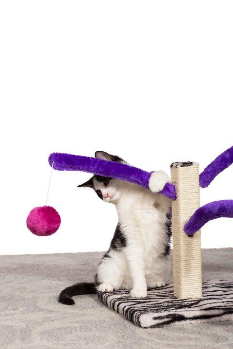Bounce ‘n Spring Cat Scratcher